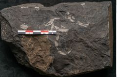 Foto (Detailansicht) von Asplenium hochstetteri Unger (NHMW-GEO-2024-0188-10305)